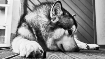 Simple Ways To Keep Your Dog Busy Indoors