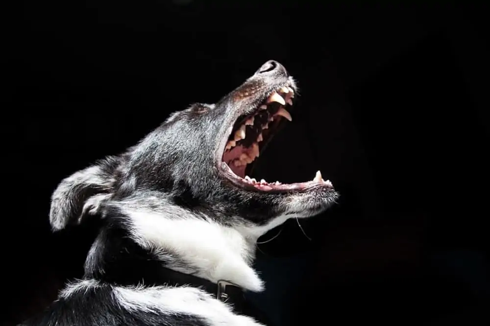 Are Dog Mouths Cleaner Than Humans? Dogs 'N Stuff