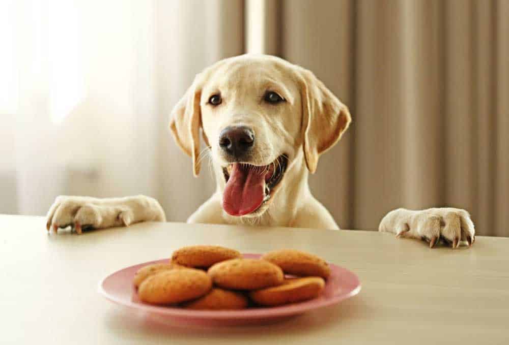 Dogs eat sale ginger snaps