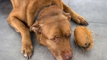 Dog ate outlet ginger snaps