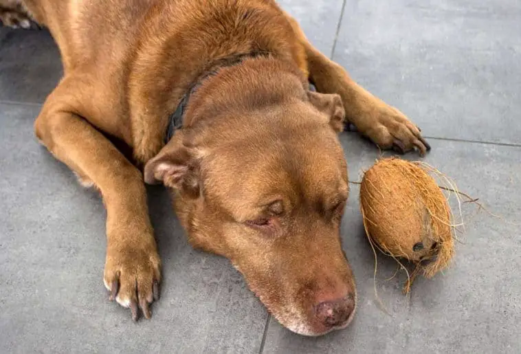 Coconut milk shop good for dogs