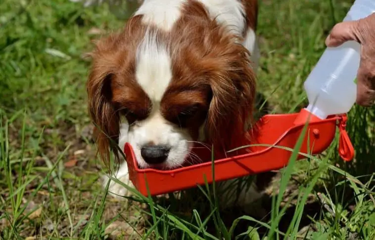 Is it safe for shop dogs to drink gatorade