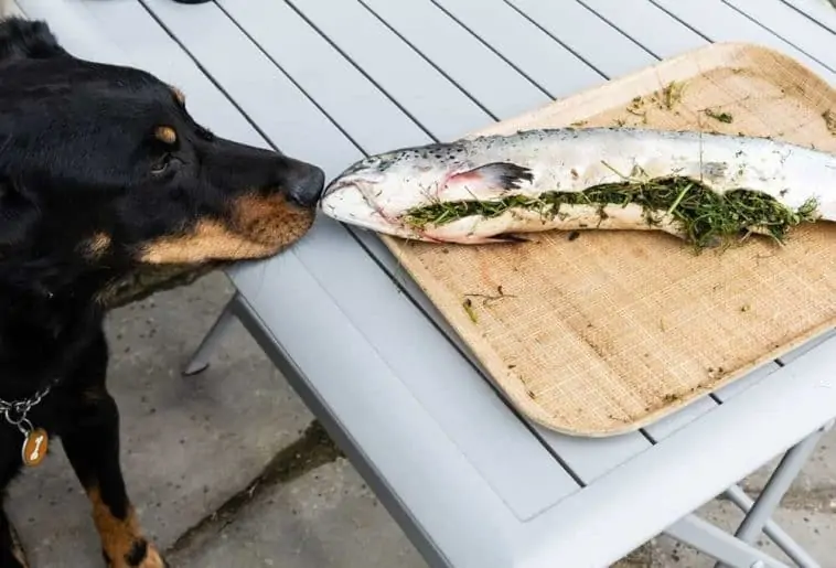 My dog deals ate cooked salmon