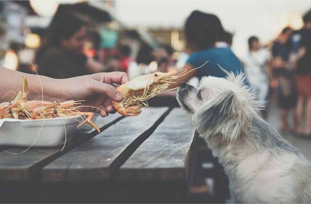 Can dogs eat outlet shrimp cooked