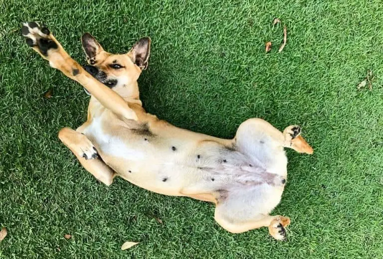 Do Dogs Have Belly Buttons? – Dogs 'N Stuff