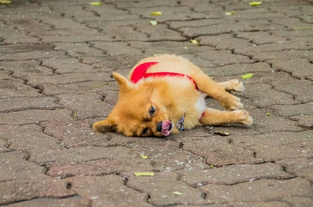 How To Teach A Dog To Play Dead? Dogs 'N Stuff