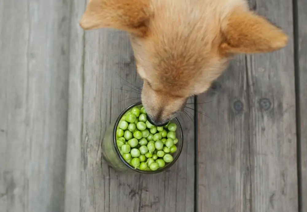 Can Dogs Eat Green Peas? Dogs 'N Stuff