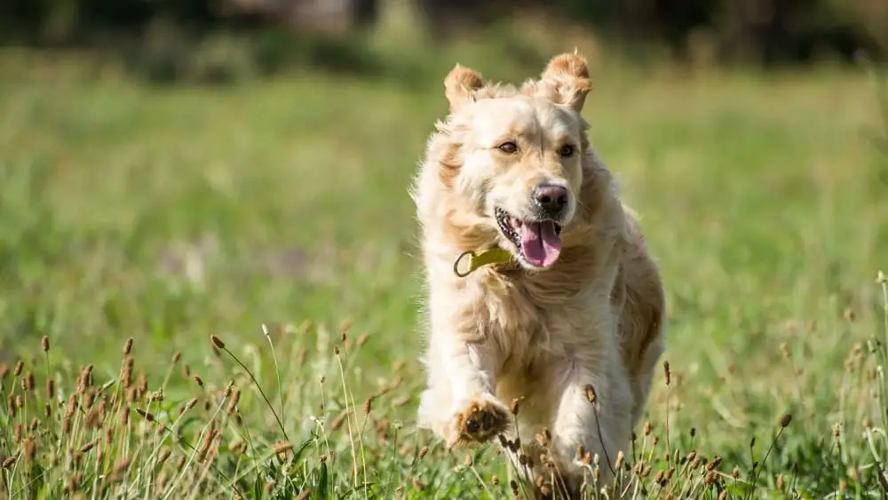 Golden best sale retrievers hypoallergenic