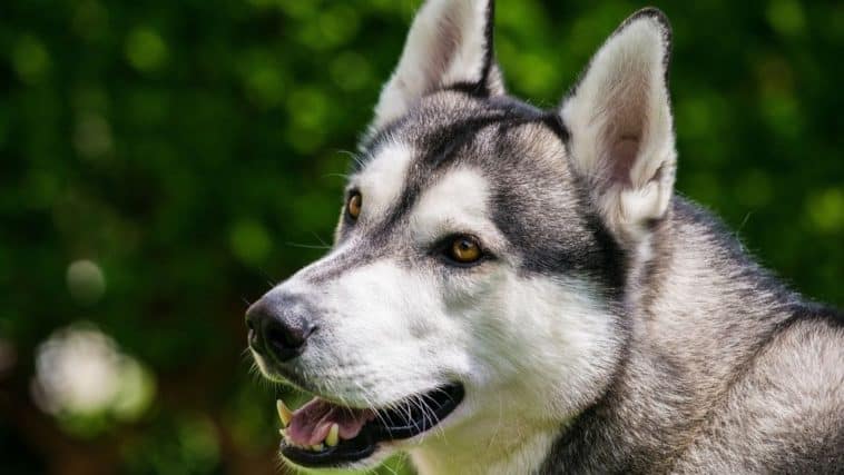 Are Huskies Hypoallergenic? – Dogs 'N Stuff