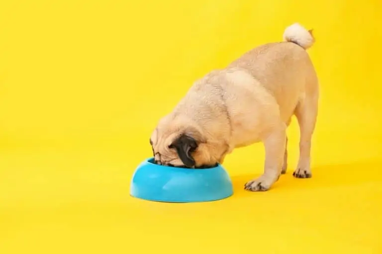 Can Dogs Eat Baked Beans? Dogs 'N Stuff