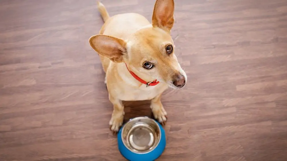 Can Dogs Eat Ginger? Dogs 'N Stuff