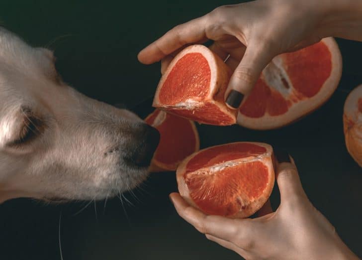 Can Dogs Eat Grapefruit? Dogs 'N Stuff