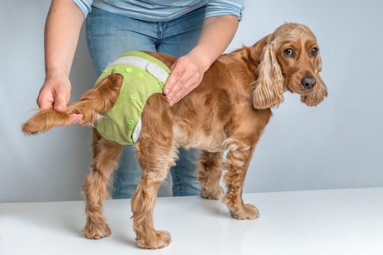 Do Dogs Menstruate? – Dogs 'N Stuff