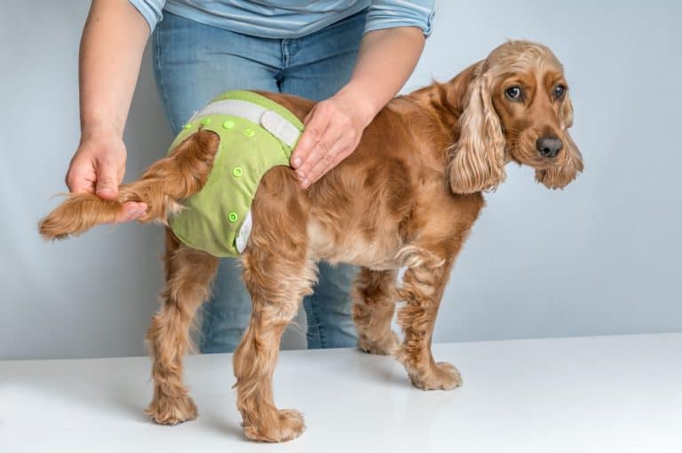 do-dogs-menstruate-dogs-n-stuff