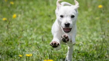 How Fast Can Dogs Run?