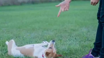 How To Teach A Dog To Roll Over