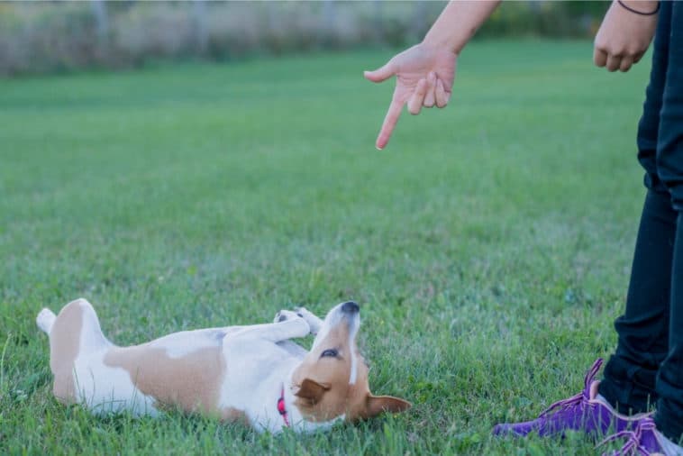 How To Teach A Dog To Roll Over Dogs 'N Stuff