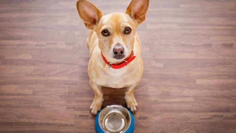 can-dogs-eat-curry-dogs-n-stuff