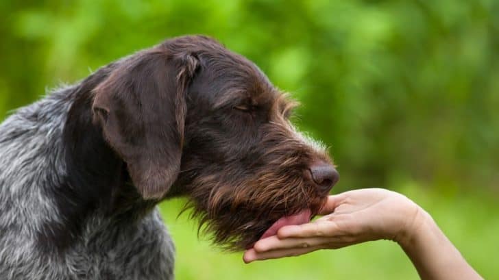 what-does-it-mean-when-a-dog-licks-your-hand-dogs-n-stuff