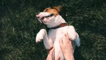 Why Do Dogs Like Belly Rubs?