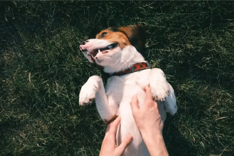 Why Do Dogs Like Belly Rubs?
