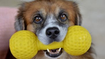 Why Do Dogs Like Squeaky Toys