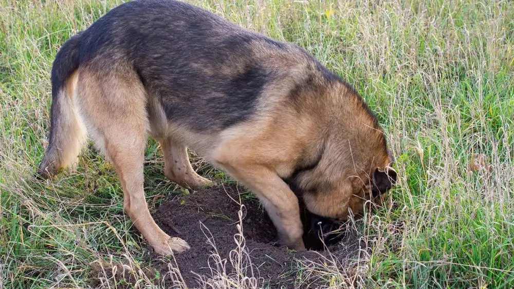 Why Do Dogs Bury Things? Dogs 'N Stuff