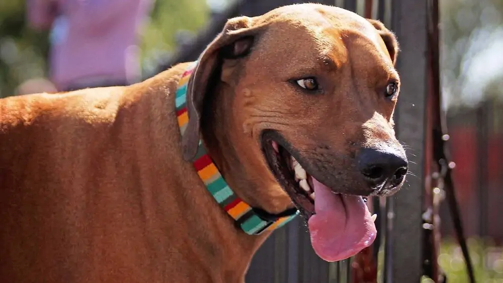 Why Do Dogs Lick The Air? Dogs 'N Stuff