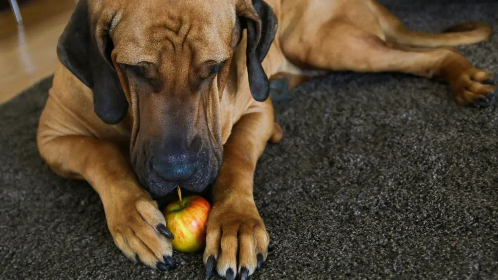 Can Dogs Eat Apple Cores? Dogs 'N Stuff