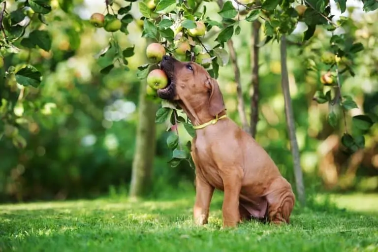 Can Dogs Eat Applesauce? Dogs 'N Stuff