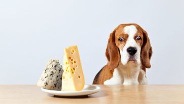 Can Dogs Eat Blue Cheese? – Dogs 'N Stuff