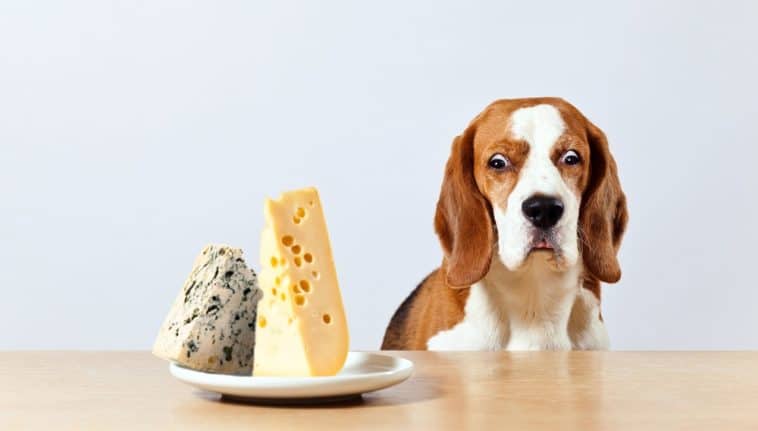 Is blue cheese bad for dogs best sale