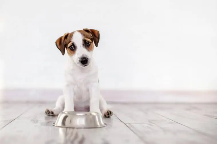 Can dogs eat top chickpeas