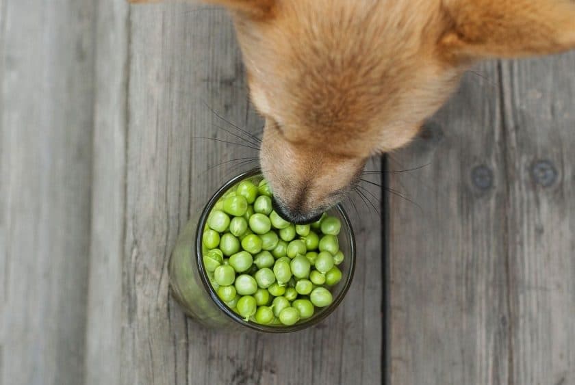 are chick peas bad for dogs