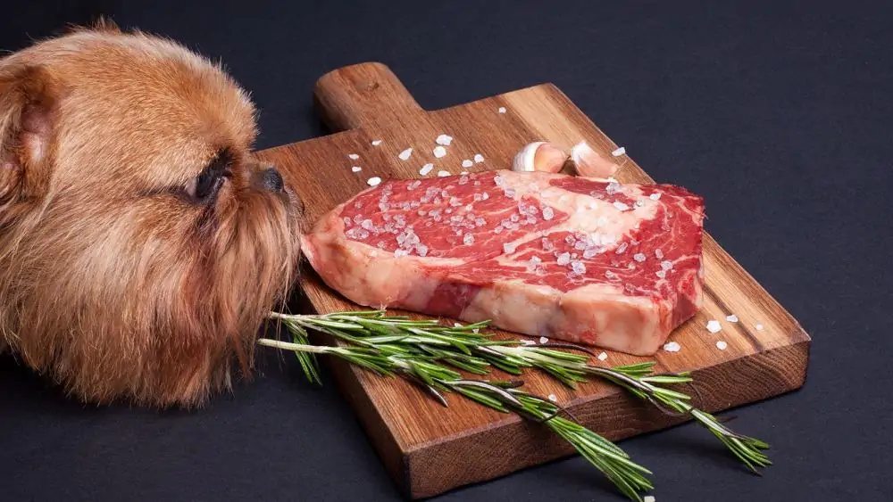 Can Dogs Eat Beef Jerky? Dogs 'N Stuff