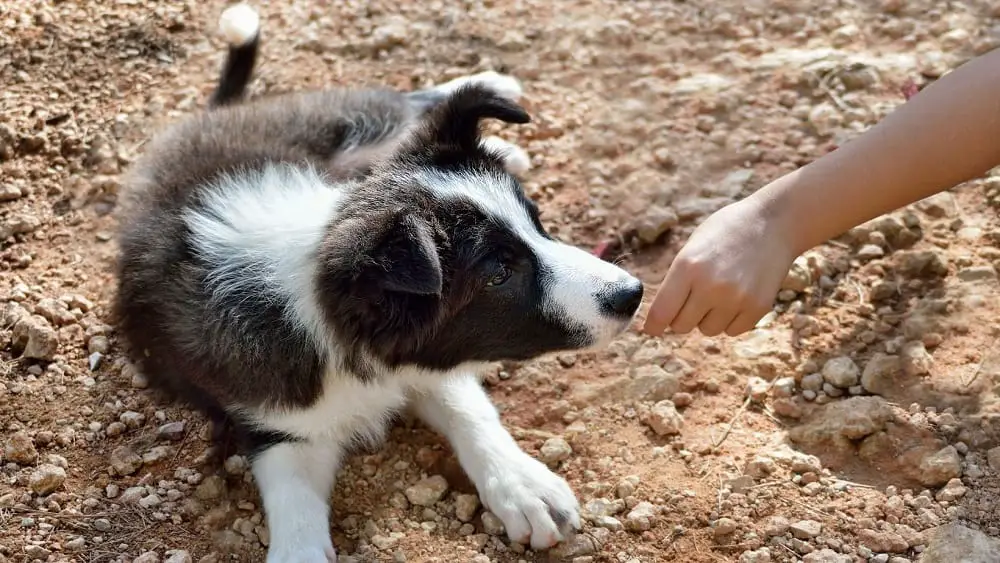 Can Dogs Eat Black Olives? Dogs 'N Stuff