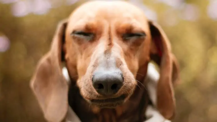 dog looking unimpressed when askedcan dogs eat brussels sprouts
