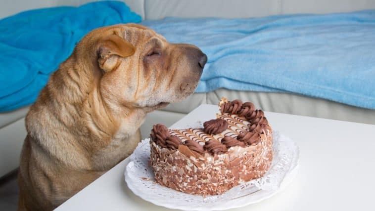 Can Dogs Eat Cake? The Sweet Truth