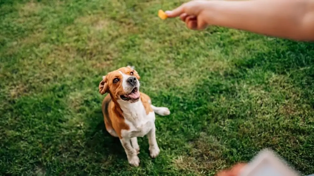 Dogs 'N Stuff Tips, Tricks, Treats, And Training Manuals