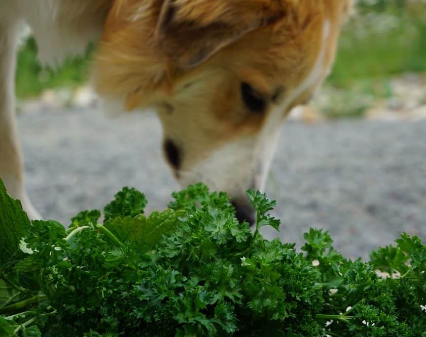 Can Dogs Eat Cilantro? Dogs 'N Stuff