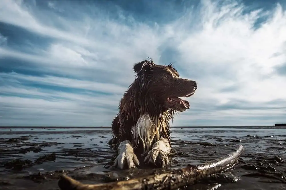 Can Dogs Eat Clams? Dogs 'N Stuff