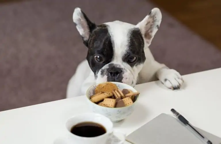 Can Dogs Eat Crackers? Dogs 'N Stuff