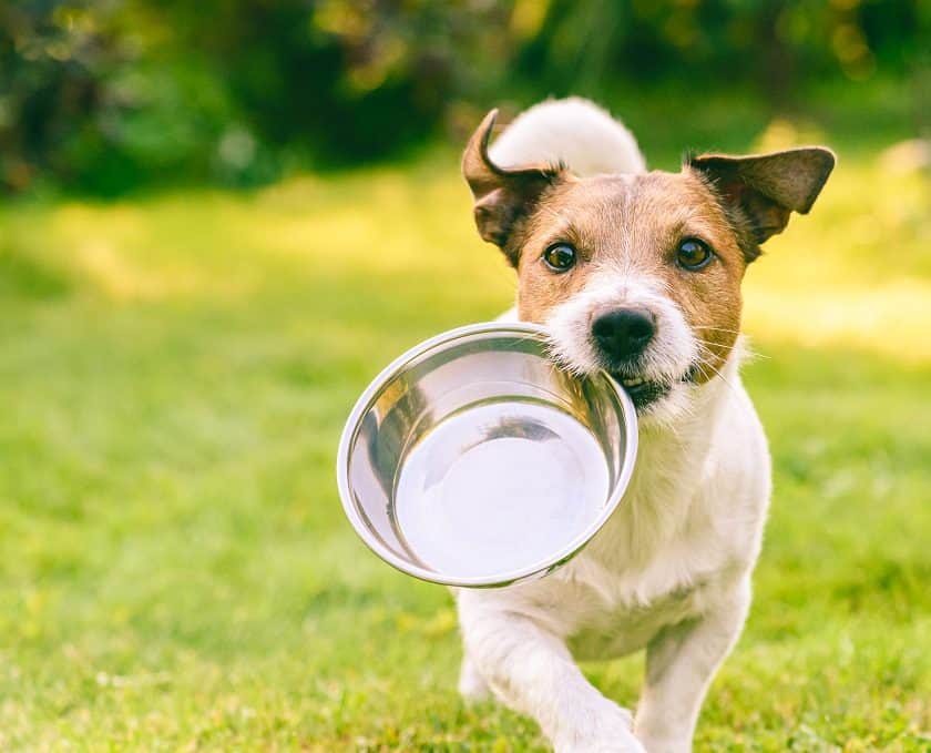 Can Dogs Eat Curry? – Dogs 'N Stuff