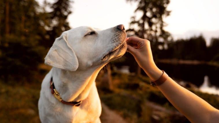 Can dogs clearance eat dried figs