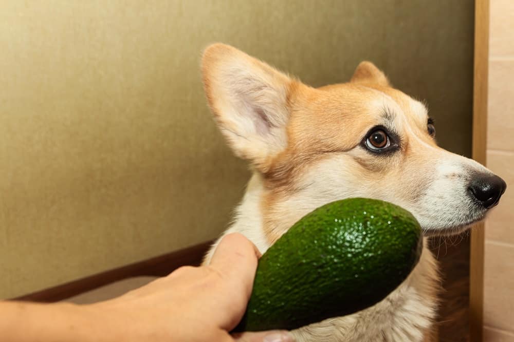 Can Dogs Eat Guacamole Dogs N Stuff