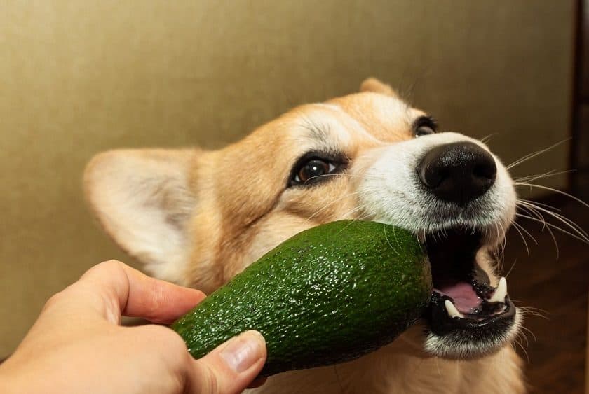 Can Dogs Eat Guacamole Dogs N Stuff