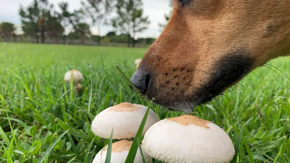 Can Dogs Eat Cooked Mushrooms? – Dogs 'N Stuff