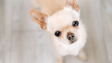 Chihuahua dog staring up at camera looking cute.