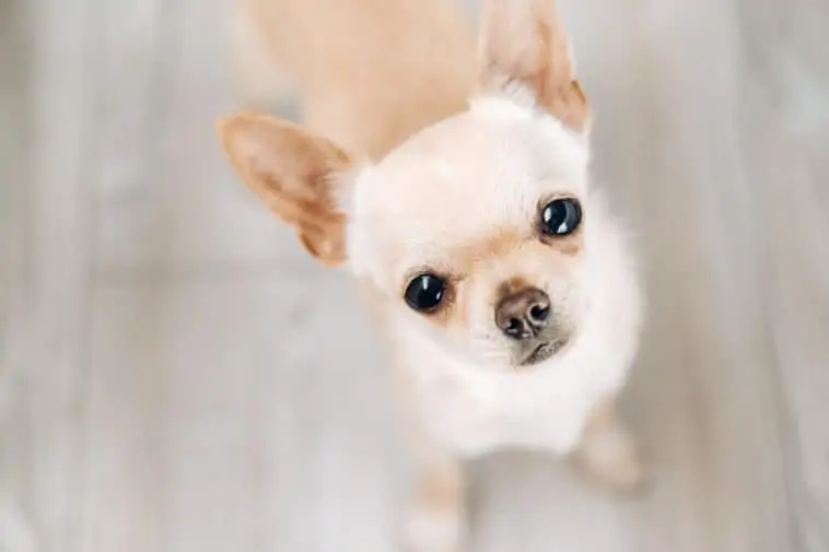 Long haired shop chihuahua hypoallergenic