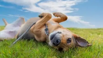 Cute dog rolling in summer grass